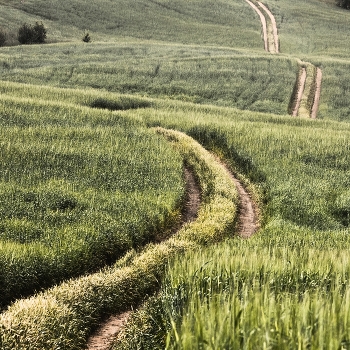 Feld / ***