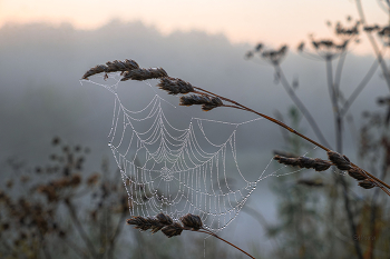 Web. / ***
