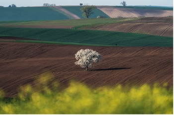Mähren / ***