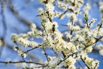 Frühlingsblüten / Schwarzdorn mit Blüten im Frühling.