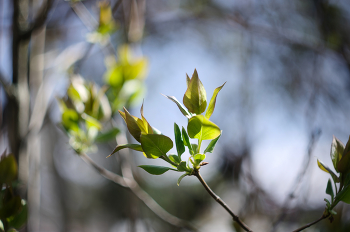 Frühling / ***