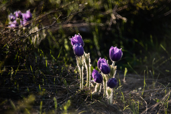 Küchenschelle / ***