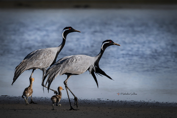 Familie. / ***