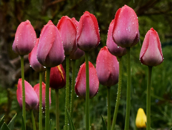 Tulips / ***