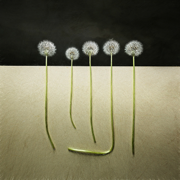 Blumen / ***