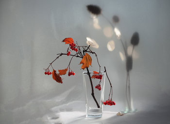 Herbstlicht / ***