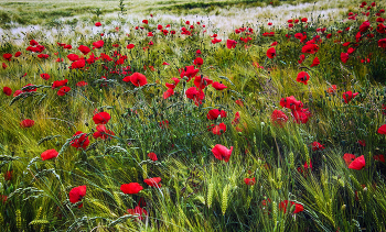 Mohn / ***