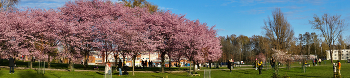 Der Kirschgarten / ***