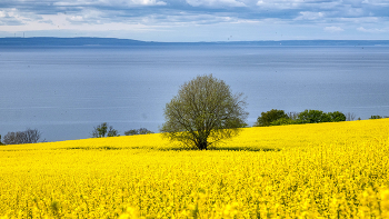 &nbsp; / Rapsfeld mit Baum