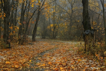 Morgen in den Wald / ***