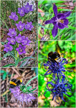Rojals (Montblanc) - flors a la natura - Conca de Barberà / Rojals (Montblanc) - flors a la natura - Conca de Barberà