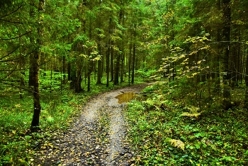 Nach der regen ... / ***