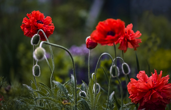 Scharlach Mohn / ***