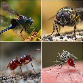 Reus - macro insectes - Baix Camp / Reus - macro insectes - Baix Camp