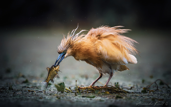 Goldfisch / ***