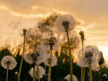 Sonnenblumen / ***
