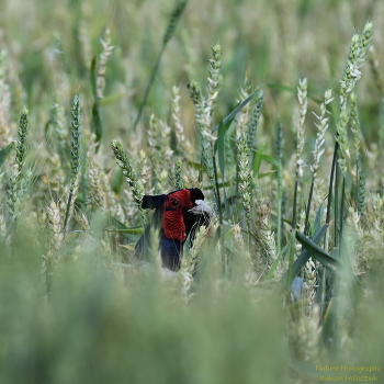 Blick / nikon z6ii+ftz ii = nikkor 200-500