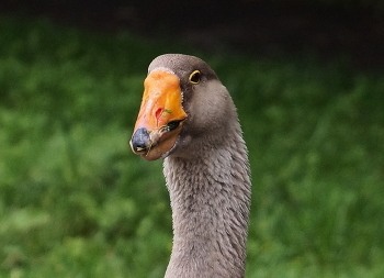 Gute Gans / ***