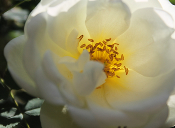 Sonne / ***