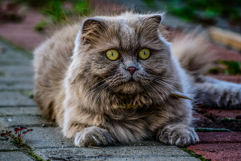&nbsp; / Nikon D3000