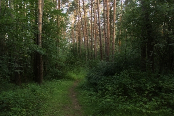 Juni Landschaft / ***