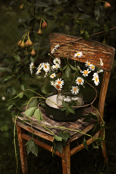 Mit Gänseblümchen ... / ........................
