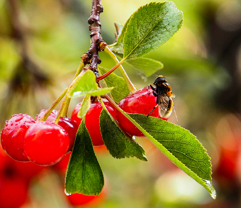 Sommer / ***