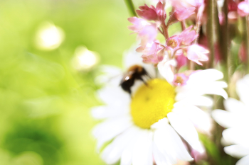 Summer Dream / ***