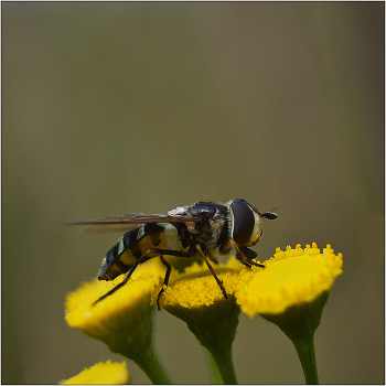 Schwebfliege. / ***