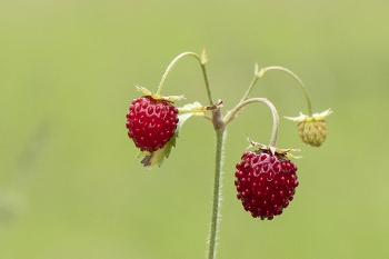 Erdbeere / ***
