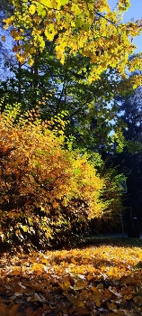 Autumn Gold / ***