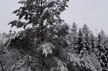 Winterlandschaft / ***