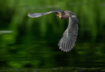 Green heron / Green heron