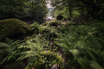 Fern In Chakvi Valley / ***