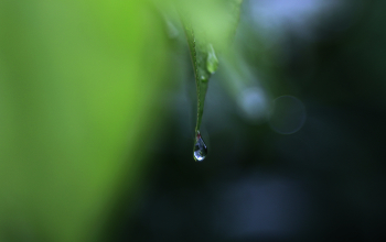 Regen / ***