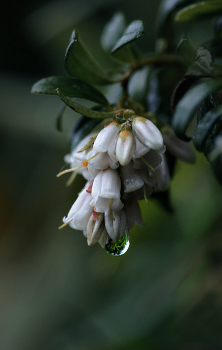 Flowering Preiselbeeren ... / ***