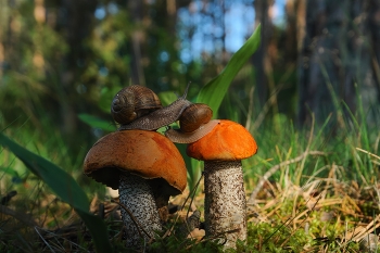 Treffen / ***