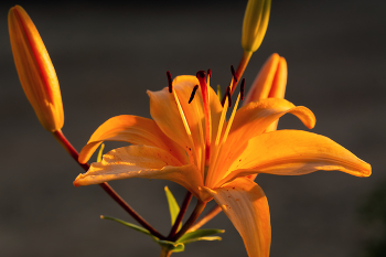 Abend / ***