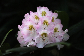 Rhododendron / ***