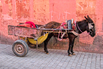 Marrakech - carro i ase - Marroc / Marrakech - carro i ase - Marroc