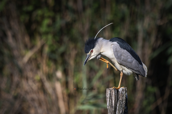 Heron. / ***