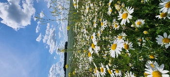 Die Natur / ***