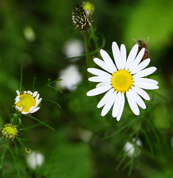 Sonne / ***