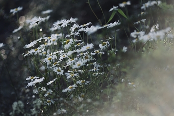 Kamille Abend / ***