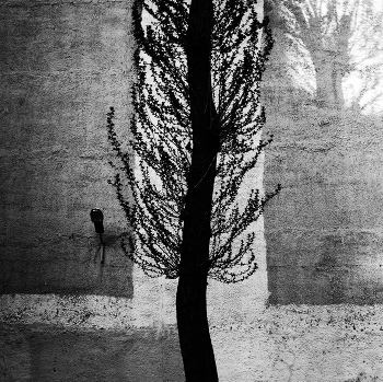 Asymmetrie / ***