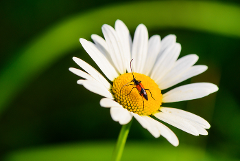 Schnurrbart ... / ***