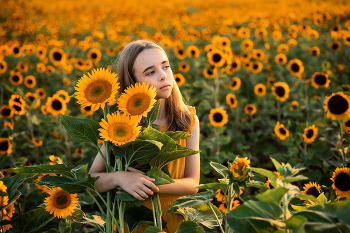 Children's photo session / Children's photo session in a field of sunflowers