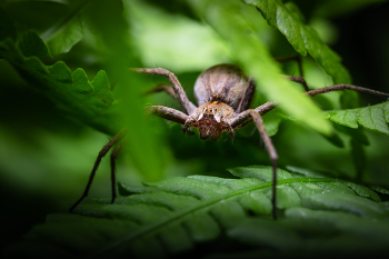 pauchek / macro