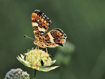 Nektar saugen / Ein Landkärtchen (Araschnia levana) Auf der großen Sterndolde