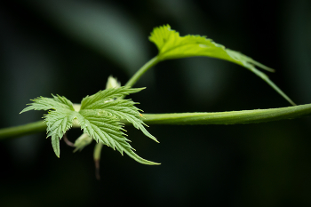 Hopfen / ***